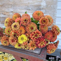 Zinnia ‘Queen Lime Orange’ – lime-aprikos zinnia i varm ton