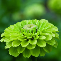 Zinnia ‘Queen Lime’ – unik limegrön zinnia för moderna buketter