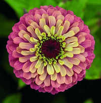 Zinnia ‘Queen Red Lime’ – lime-röd zinnia med unik färgkontrast