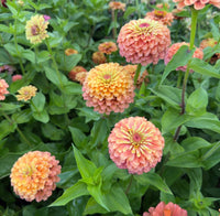 Zinnia ‘Queeny Lime Orange’