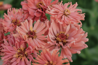 Zinnia ‘Señorita Pink Art’ – rosa zinnia med unik teckning för snitt & bukett