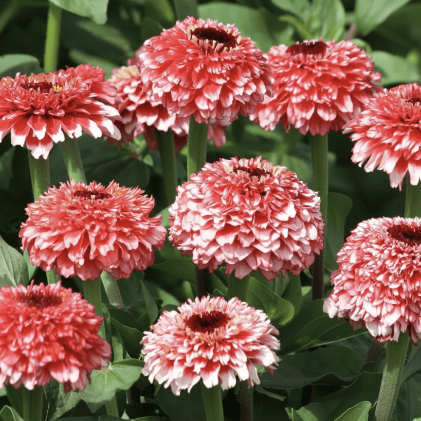 Jordgubbsrosa zinnia med skirblommig fylld mitt och krusiga kronblad