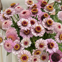 Zinnia ‘Zinderella Lilac’ – lavendelrosa zinnia med unik blomform