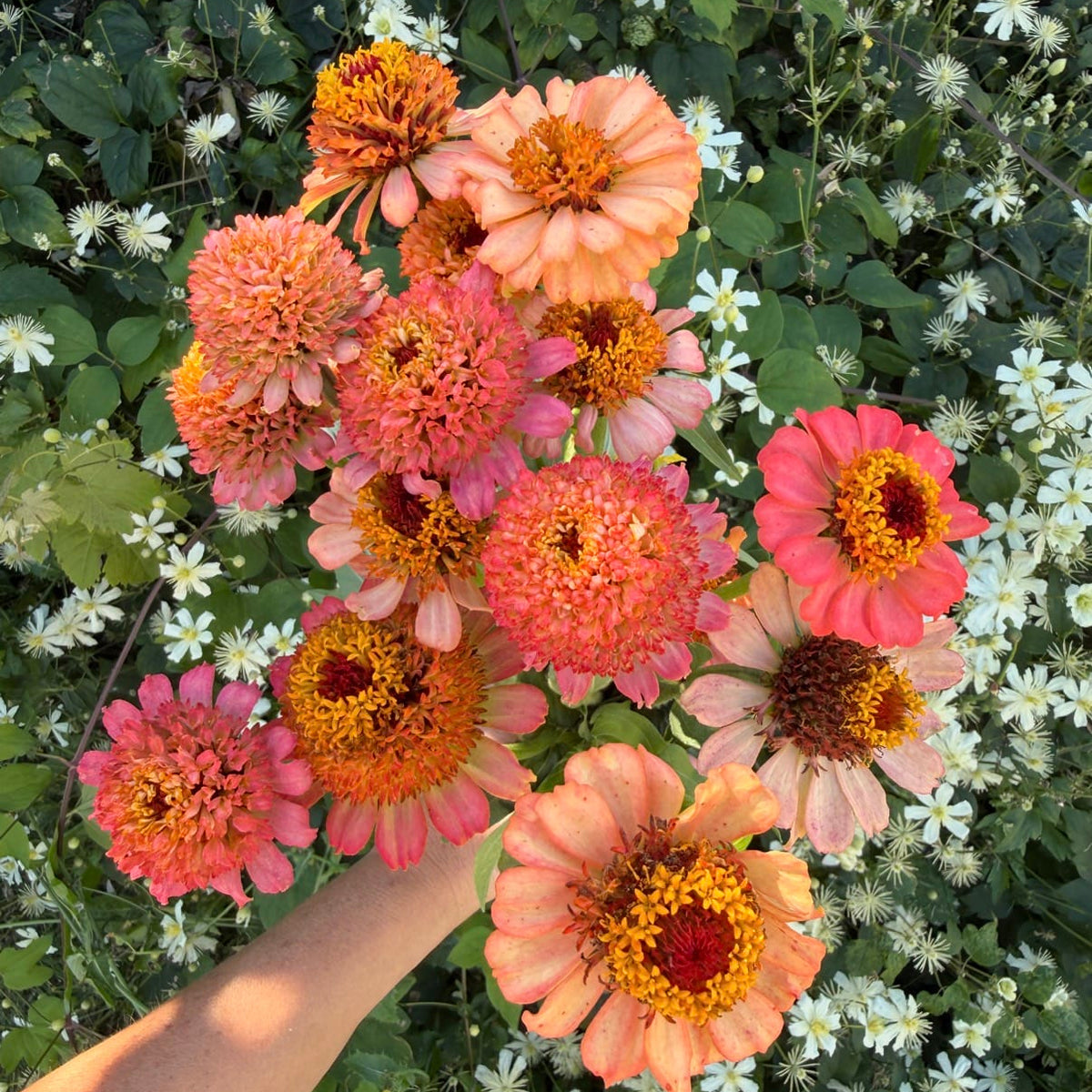 Persikorosa zinnia med lager av krusiga kronblad kring en mörk grönbrun mitt
