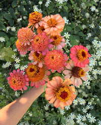 Zinnia ‘Zinderella Peach’