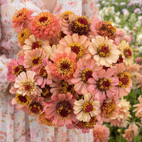 Zinnia ‘Zinderella Peach’ – persikorosa zinnia i varm ton