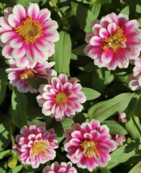 Zahara Double Raspberry Ripple - Zinnia